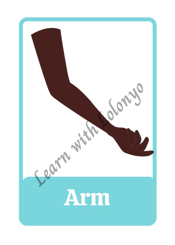 My Body Flashcards | Ages 3-6 | Anatomy Cards | Toddler Learning Tools | Body Parts Recognition | Preschool Education Flashcards