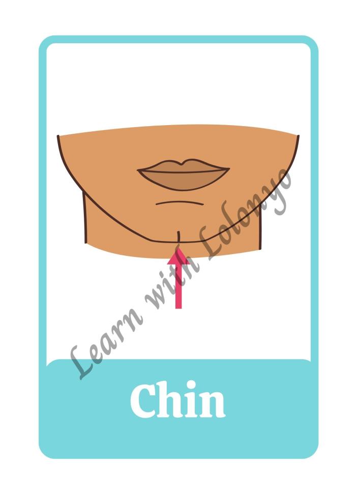 My Body Flashcards | Ages 3-6 | Anatomy Cards | Toddler Learning Tools | Body Parts Recognition | Preschool Education Flashcards