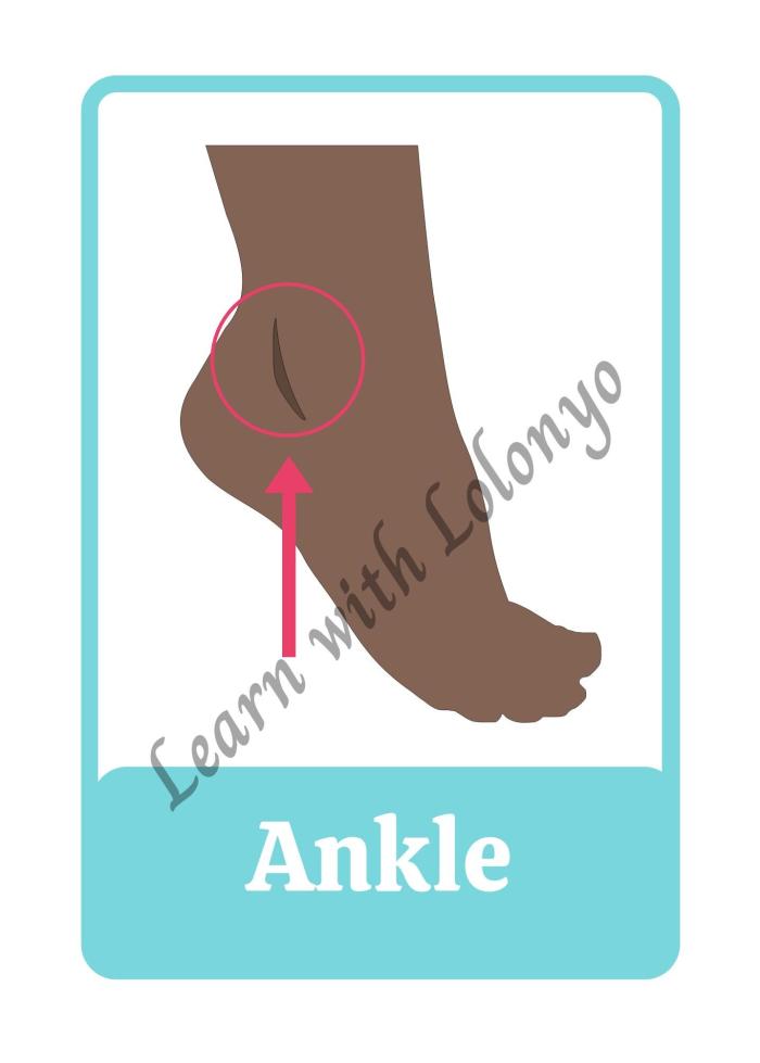 My Body Flashcards | Ages 3-6 | Anatomy Cards | Toddler Learning Tools | Body Parts Recognition | Preschool Education Flashcards